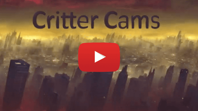 Critter Cams